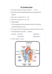 English Worksheet: Circulatory System answer sheet