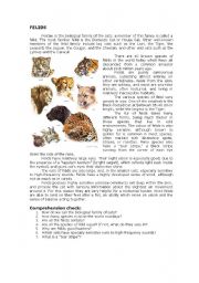 English Worksheet: felids