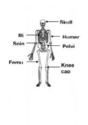 English Worksheet: bones