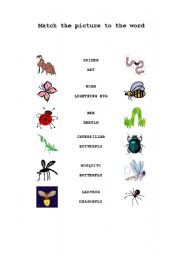 English Worksheet: Insects