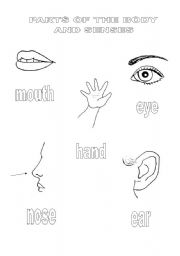 English worksheet: senses