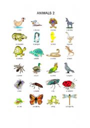 English Worksheet: animals