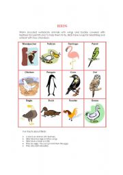 English Worksheet: Animal Kingdom - Birds