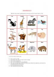 English Worksheet: Animal Kingdom - Mammals