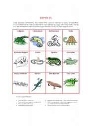 English Worksheet: Animal Kingdom - Reptiles