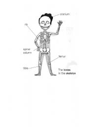 English Worksheet: the  bones in our body