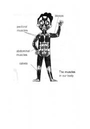 English Worksheet: muscles in our body