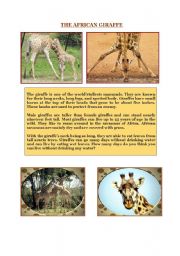 THE AFRICAN GIRAFFE