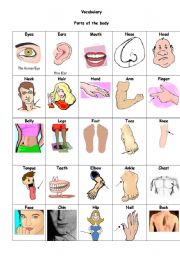 English Worksheet: Parts of the body