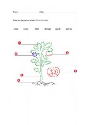 English Worksheet: Parts of A Plant