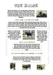 THE MOOSE (fun lesson) (3/6) - INFORMATION