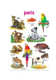 English Worksheet: Pets