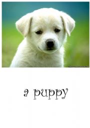 English worksheet: a puppy