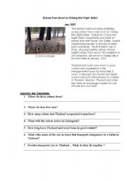 English worksheet: Chiangmai Night zafari