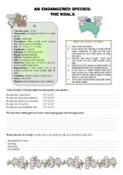 English Worksheet: The Koala