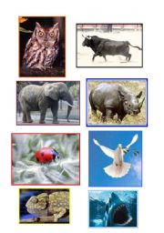 English Worksheet: ANIMAL FLASHCARDS