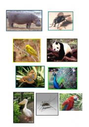English worksheet: ANIMAL FLASCARDS
