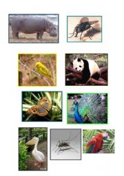 English Worksheet: ANIMAL FLASCARDS
