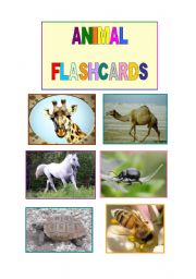 English Worksheet: ANIMAL FLASHCARDS