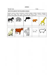 English worksheet: Animals