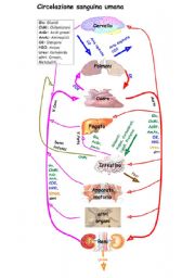 English Worksheet: Anatomy