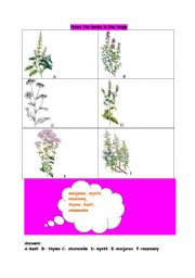 English worksheet: name the herbs