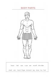 English Worksheet: body parts