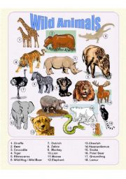 Wild Animals - Picture Dictionary