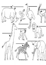 English worksheet: animals