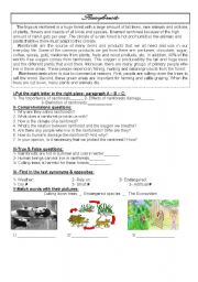 English Worksheet: rainforests 