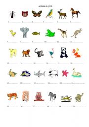 animals quiz