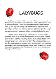 English Worksheet: Ladybug comprehension and quiz