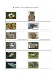 English Worksheet: Which are there animals?