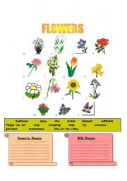English Worksheet: Flowers