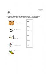 English worksheet: Parts of an Animal Body (2 pages)