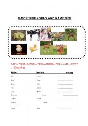 English Worksheet: Teach  Young About the Young Animal