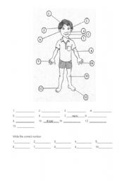 English Worksheet: body