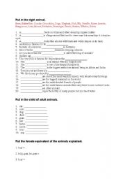 English Worksheet: Animal quiz