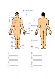 English Worksheet: The human body