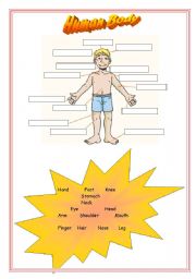 English Worksheet: Human Body