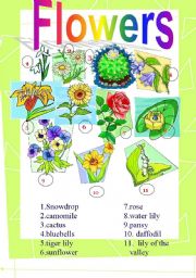 English Worksheet: Flowers (Picture Dictionary) 2.08.08