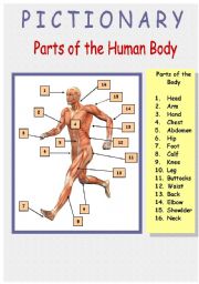 English Worksheet: Human Body (Inside and Outside) (4/4) Pictionary