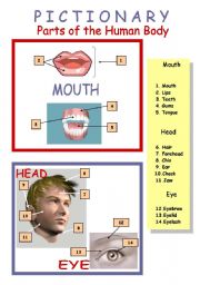 English Worksheet: Human Body (Inside and Outside) Pictionary (1/4)