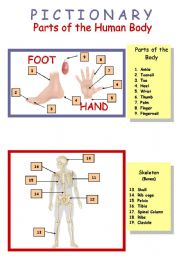 English Worksheet: Human Body (inside and ouside) 2/4 Pictionary