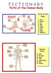 Human Body (inside and ouside) 2/4 Pictionary