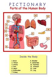 English Worksheet: Human Body (inside and outside) 3/4 Pictionary