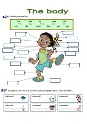 English Worksheet: THE BODY