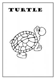 English worksheet: Turtle