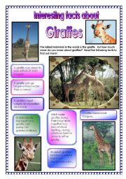  Interesting facts about giraffes! - did you know that ...