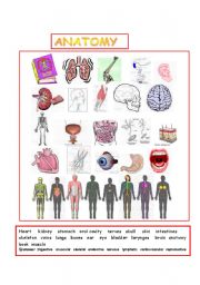 English Worksheet: Anatomy 